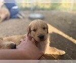 Image preview for Ad Listing. Nickname: Litter of 10