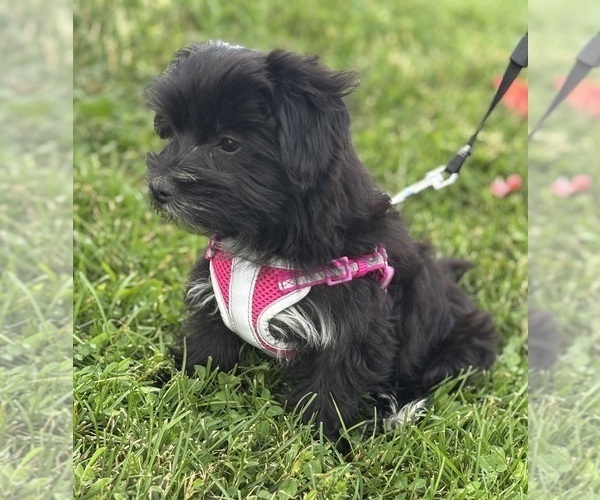 Medium Photo #10 Morkie Puppy For Sale in ROCK STREAM, NY, USA