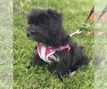 Small #9 Morkie