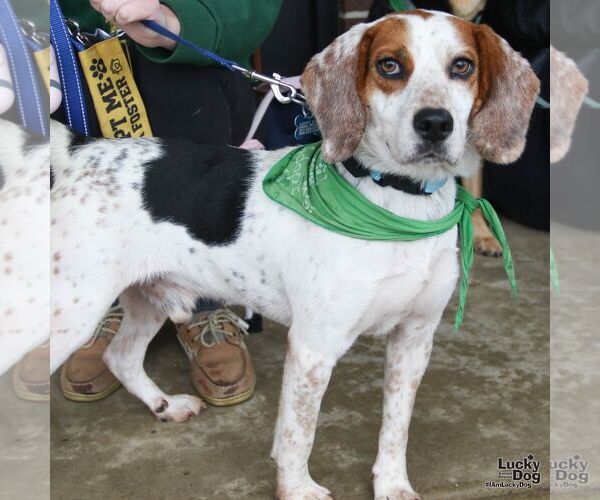 Medium Photo #2 Beagle-Unknown Mix Puppy For Sale in Washington, DC, USA