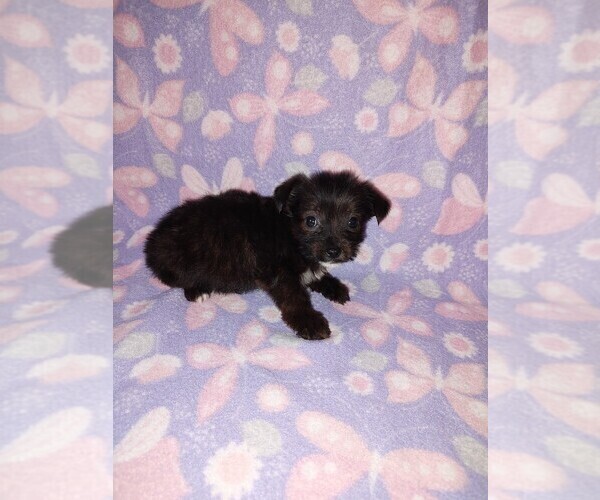 Medium Photo #8 YorkiePoo Puppy For Sale in LAPEER, MI, USA