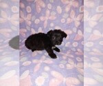Small #7 YorkiePoo