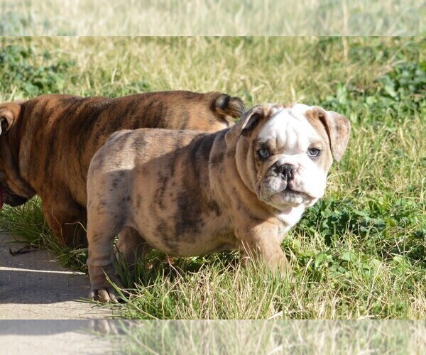 Medium Photo #4 Bulldog Puppy For Sale in STEPHENVILLE, TX, USA