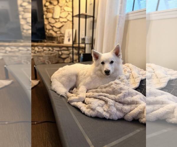 Medium Photo #4 American Eskimo Dog Puppy For Sale in Pikesville, MD, USA