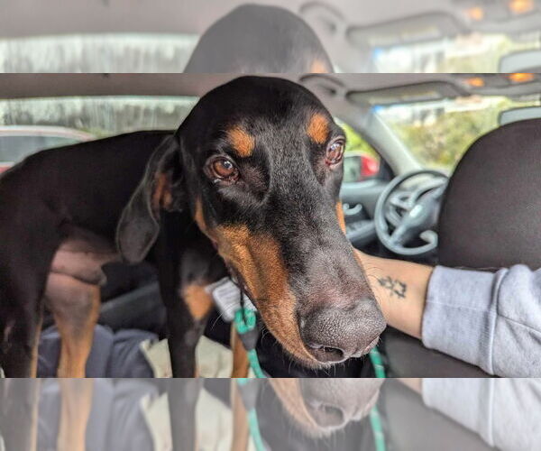 Medium Photo #3 Doberman Pinscher Puppy For Sale in Bullard, TX, USA
