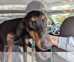 Small #2 Doberman Pinscher