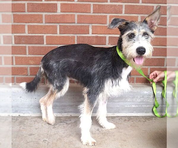 Medium Photo #2 Mutt Puppy For Sale in Carrollton, TX, USA