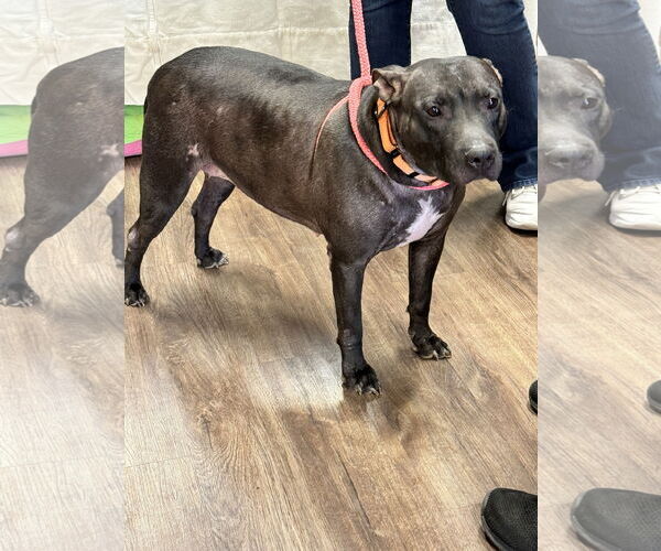 Medium Photo #8 Labrador Retriever-Unknown Mix Puppy For Sale in Munford, TN, USA