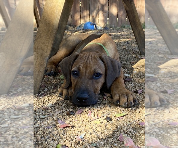Medium Photo #27 Rhodesian Ridgeback Puppy For Sale in KELLER, TX, USA