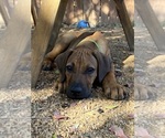 Small Photo #148 Rhodesian Ridgeback Puppy For Sale in KELLER, TX, USA