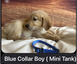Golden Retriever Puppy for Sale in APPLE VALLEY, California USA