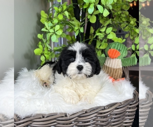 Medium Photo #1 ShihPoo Puppy For Sale in FRANKLIN, IN, USA