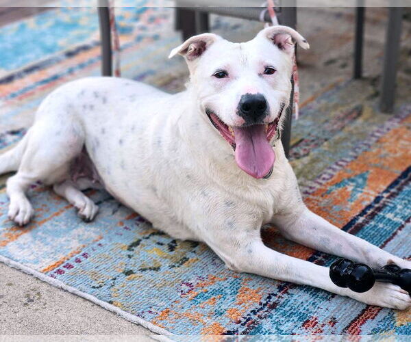 Medium Photo #13 American Pit Bull Terrier-Unknown Mix Puppy For Sale in Corona, CA, USA