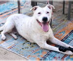 Small #12 American Pit Bull Terrier Mix