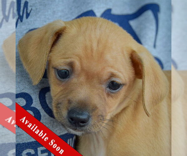Medium Photo #1 Italian Greyhuahua Puppy For Sale in Huntley, IL, USA