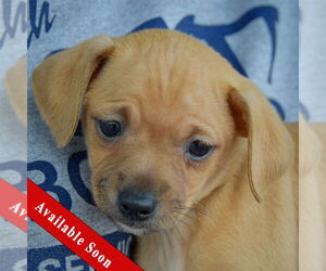 Italian Greyhuahua Dogs for adoption in Huntley, IL, USA