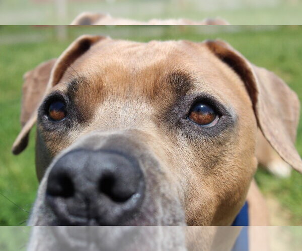 Medium Photo #8 Mutt Puppy For Sale in Chestertown, MD, USA