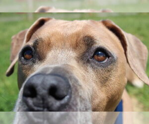 Saint - Male Mutt Dog for Adoption - Photo #8