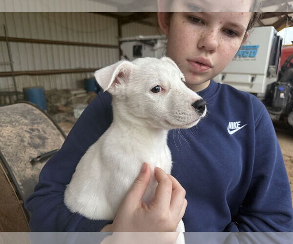 Medium Photo #6 Labrador Retriever-Unknown Mix Puppy For Sale in The Woodlands, TX, USA