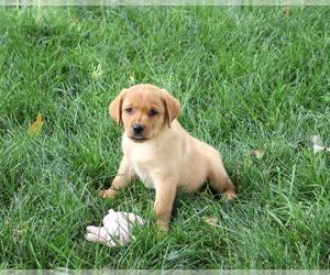 Labrador Retriever Puppy for sale in SYRACUSE, IN, USA