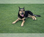 Dakota - Female Mutt Dog for Adoption - Small photo