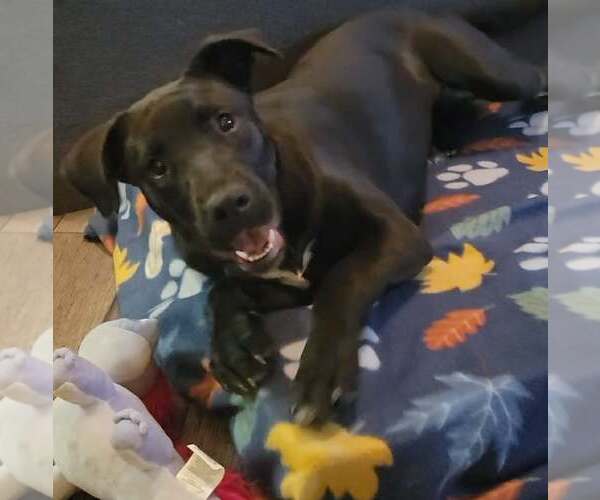 Medium Photo #2 Mutt Puppy For Sale in Rosenberg, TX, USA