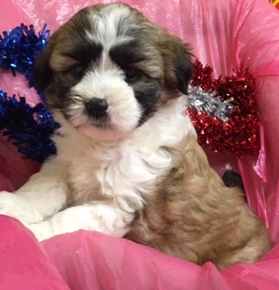 Medium Photo #2 Miniature Bernedoodle Puppy For Sale in CONOWINGO, MD, USA
