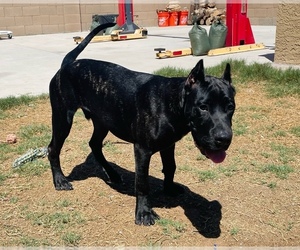 Presa Canario Puppy for sale in PHOENIX, AZ, USA