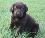 Small Photo #8 Labrador Retriever Puppy For Sale in DENMARK, SC, USA