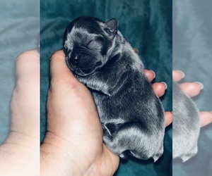 French Bulldog Puppy for sale in HOLLYWOOD, FL, USA