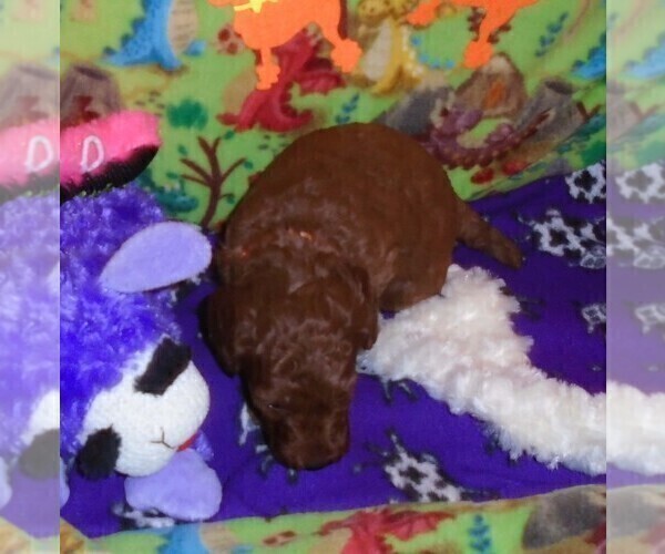 Medium Photo #18 Poodle (Standard) Puppy For Sale in CLATSKANIE, OR, USA