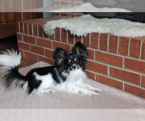 Father of the Border Collie-Papillon Mix puppies born on 03/17/2023