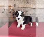 Small #4 Pembroke Welsh Corgi