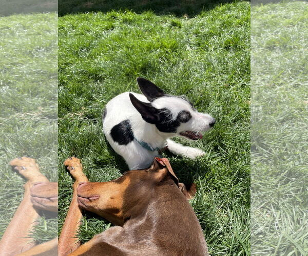 Medium Photo #8 Mutt Puppy For Sale in Escondido, CA, USA