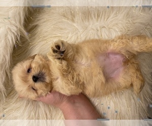 Shih Tzu Puppy for sale in HAYWARD, CA, USA