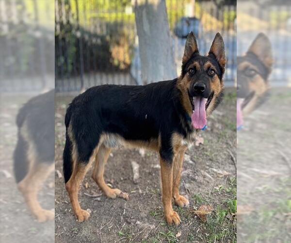 Medium Photo #1 German Shepherd Dog Puppy For Sale in Riverside, CA, USA