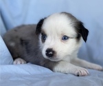 Small Photo #6 Miniature Australian Shepherd Puppy For Sale in BRANDON, MS, USA