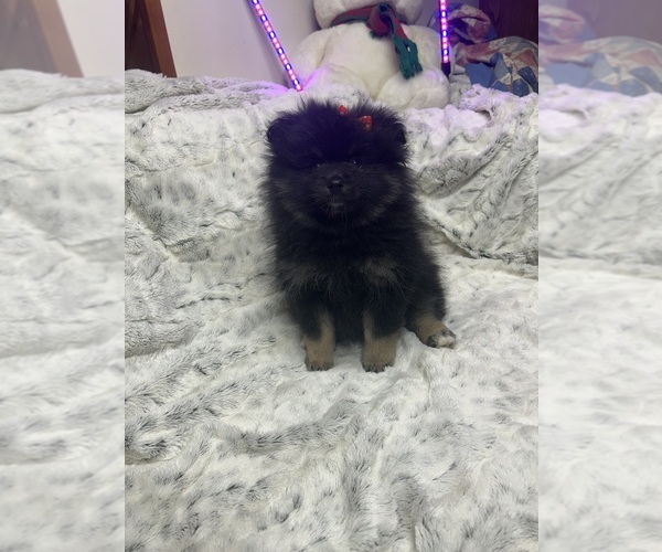 Medium Photo #10 Pomeranian Puppy For Sale in HARRISVILLE, MI, USA