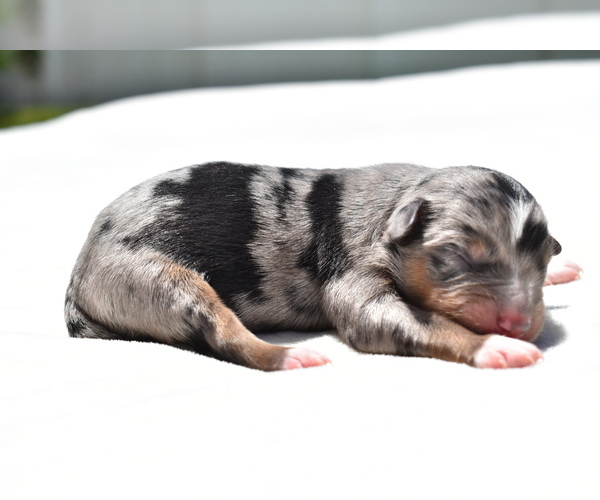 Medium Photo #3 Miniature Australian Shepherd Puppy For Sale in PALM COAST, FL, USA