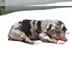 Small #2 Miniature Australian Shepherd