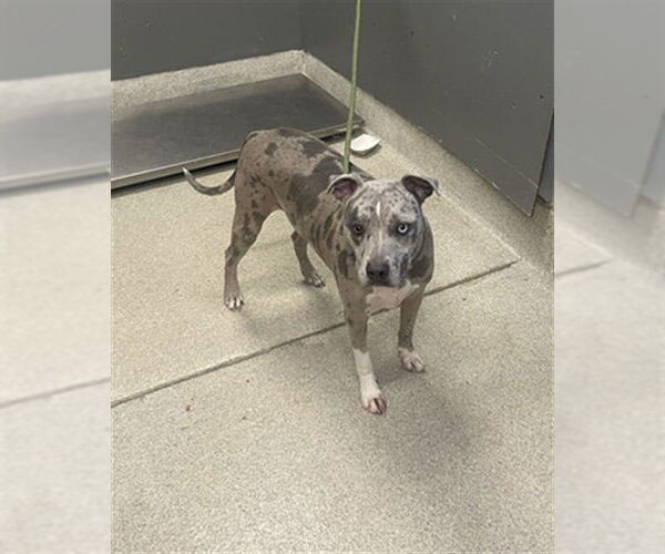 Medium Photo #1 Boxerhoula Puppy For Sale in Tallahassee, FL, USA