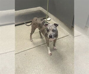 Boxerhoula Dog for Adoption in Tallahassee, Florida USA