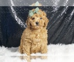 Puppy Archer AKC Poodle (Toy)