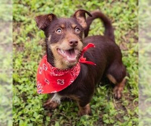 Cairn Terrier Dogs for adoption in Waco, TX, USA