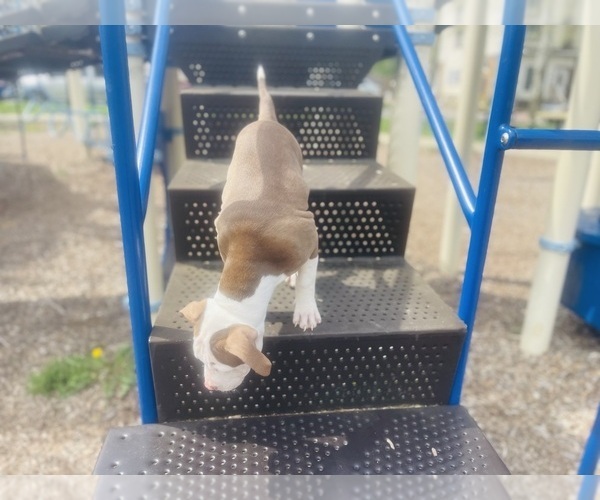 Medium Photo #5 American Pit Bull Terrier Puppy For Sale in TRENTON, NJ, USA