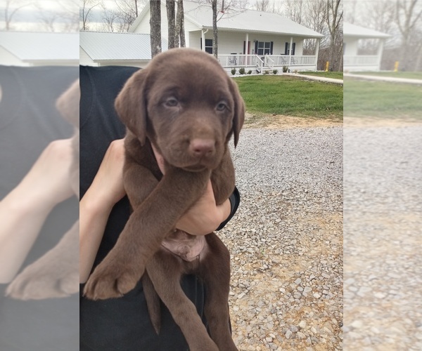 Medium Photo #1 Labrador Retriever Puppy For Sale in ROBBINS, TN, USA