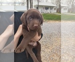 Small Photo #1 Labrador Retriever Puppy For Sale in ROBBINS, TN, USA