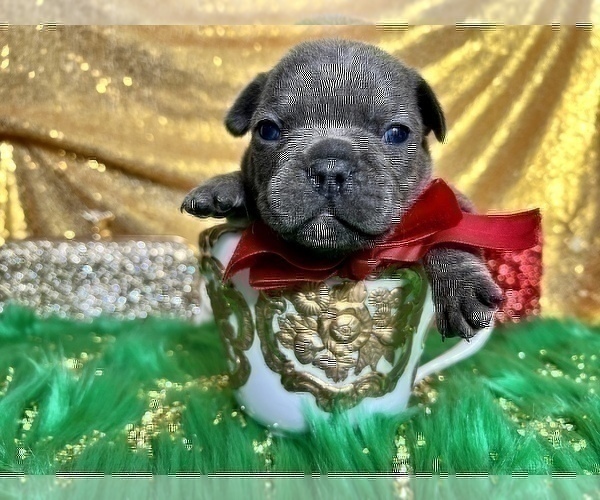 Medium Photo #86 French Bulldog Puppy For Sale in HAYWARD, CA, USA