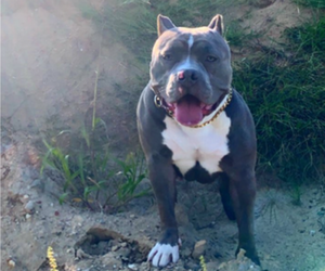 Mother of the American Bully puppies born on 01/13/2025