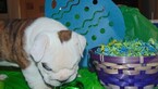 Small Photo #17 English Bulldogge Puppy For Sale in HAMILTON, OH, USA